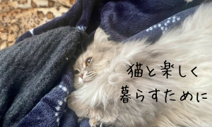 猫と楽しく暮らすために